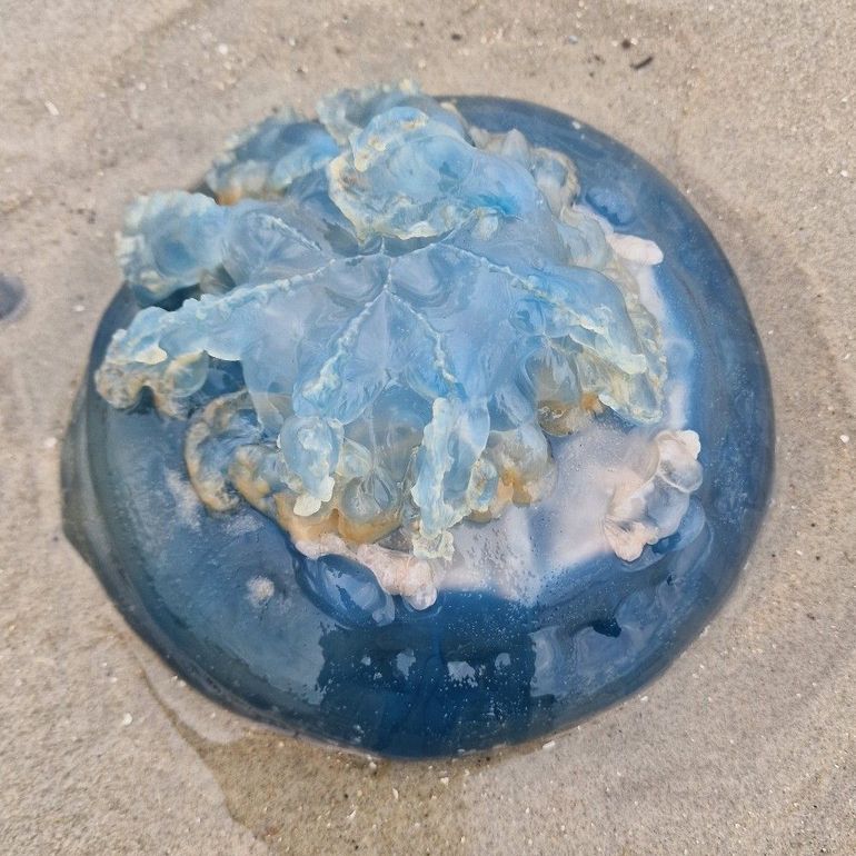 Zeepaddenstoelen worden vooral in het najaar gevonden op het strand