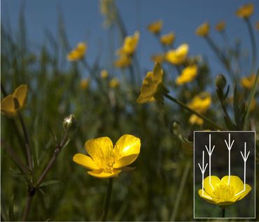 The buttercup’s petals can concentrate the sunlight towards the central area of the flower