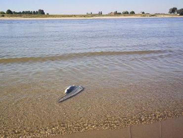 Knakaal op rivierstrandje