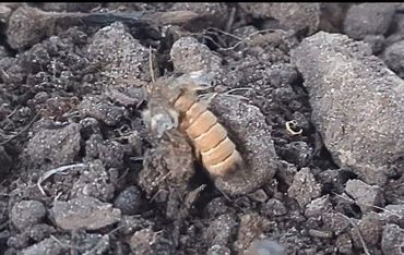 Vrouwtje kruipt uit de grond en begint meteen de vleugels op te pompen