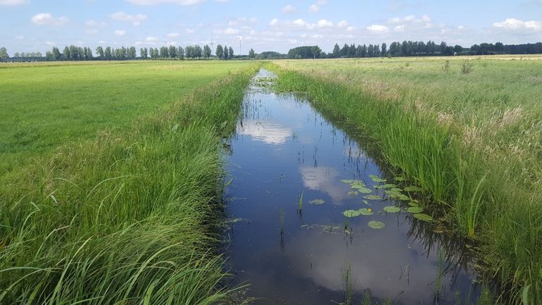 Slootkant in de Alblasserwaard waar al 25 jaar verschralingsbeheer plaatsvindt