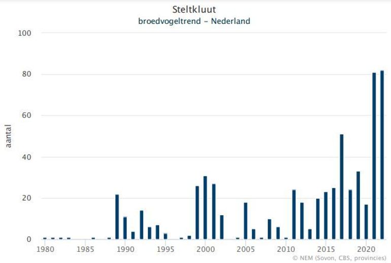 Aantal broedparen van steltkluut in Nederland in 1980-2022