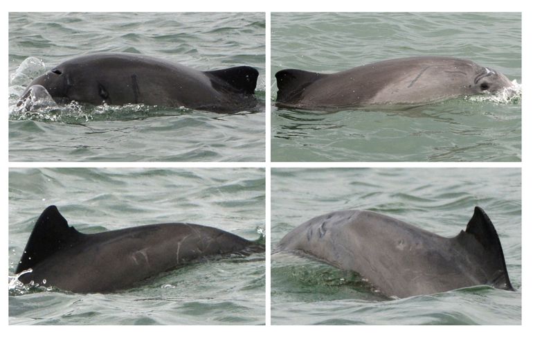 Een bruinvis, gefotografeerd in verschillende jaren (2012-2016), met littekens van door grijze zeehond aangebrachte wonden