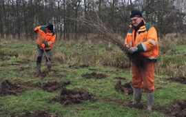 Bosaanplant in de Rampert