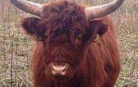 Schotse Hooglander zonder klissen in natuurgebied de Staart