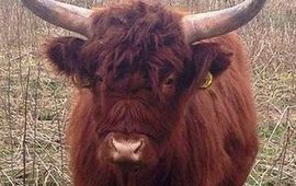 Esther Linnartz, FREE Nature Schotse Hooglander zonder klissen in natuurgebied de Staart