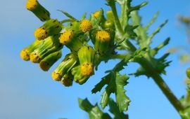 Ed Stikvoort, Saxifraga Klein kruiskruid