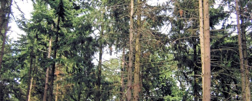 Wekeromse Zand. Douglasspar (Pseudotsuga menziesii)