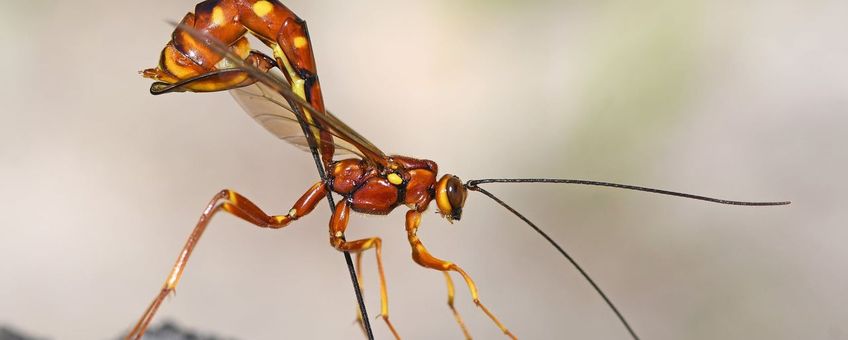 Een van de vier zeer grote sluipwespen die voorkomt op het Landgoed Wellenseind, Megarhyssa vagatoria