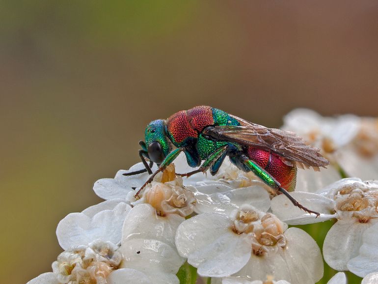 Juweelwesp (Hedychrum nobile)