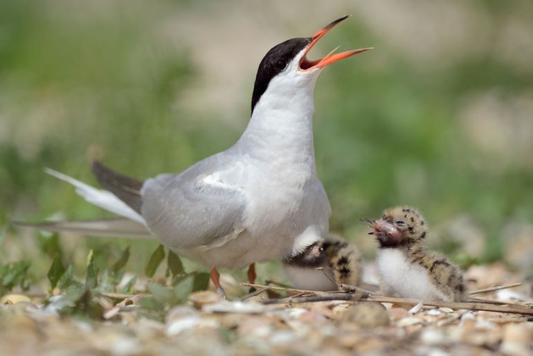 Visdief met kuikens