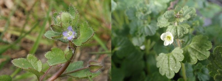 Vergeleken met de Klimopereprijs (links) heeft de Schijnklimopereprijs (rechts) grotere bloemen die helemaal wit van kleur zijn