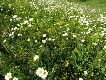 Dit prachtige bloemengordijn moet zeker niet helemaal worden afgeknipt, maar de verfraaide stukken moeten blijven