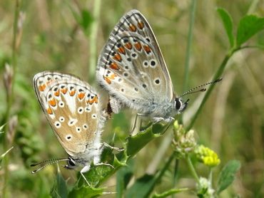 Tijdens de telling van een uur werden meer dan 50 bruin blauwtjes genoteerd