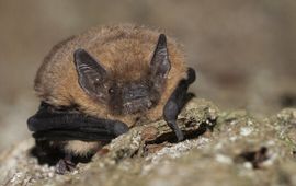 Pipistrellus nathusii. Ruige dwergvleermuis