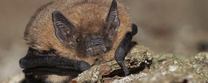 Pipistrellus nathusii. Ruige dwergvleermuis