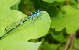 variabele waterjuffer - primair