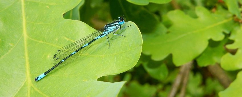 variabele waterjuffer - primair