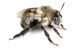 Nicolas J. Vereecken Anthophora romandii, one of the over 2000 wild bee species in Europe, known from Portugal, Spain and the Balearic Islands is missing publicly available ecological data related to its long-term population trends, its size, feeding habits and plant interactions and has no available genetic sequence data. Anthophora romandii female (Hym. Apidae), 24.ii.2022, Andalucia, Spain.