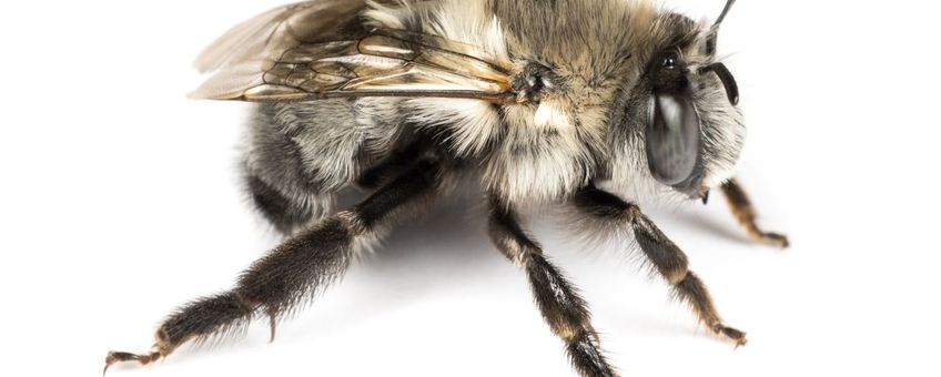 Anthophora romandii, one of the over 2000 wild bee species in Europe, known from Portugal, Spain and the Balearic Islands is missing publicly available ecological data related to its long-term population trends, its size, feeding habits and plant interactions and has no available genetic sequence data. Anthophora romandii female (Hym. Apidae), 24.ii.2022, Andalucia, Spain.