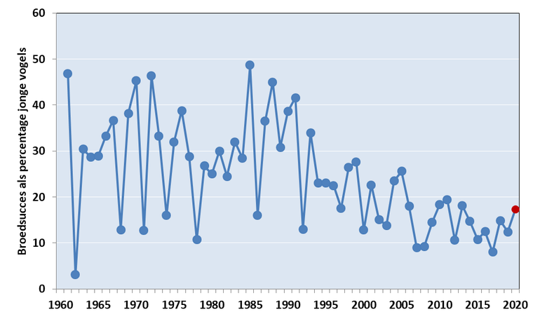 Broedsucces van de Kolgans van 1961 tot en met 2020