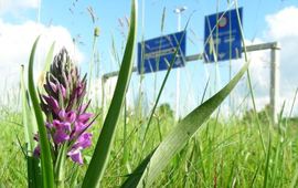 Joop ten Dam Rietorchis in berm bij Laagraven