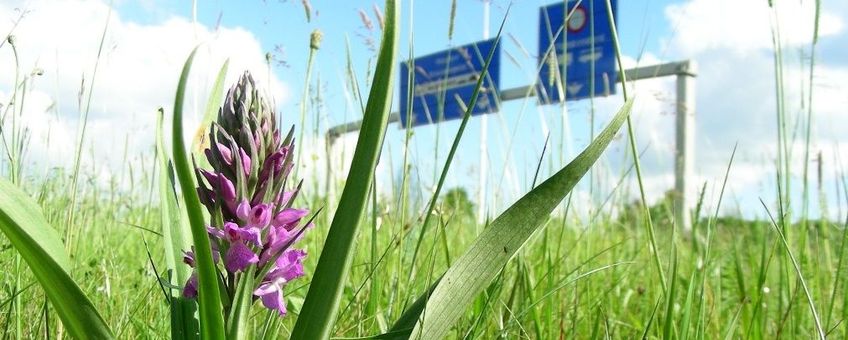 Rietorchis in berm bij Laagraven