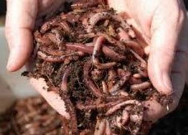 Compostwormen