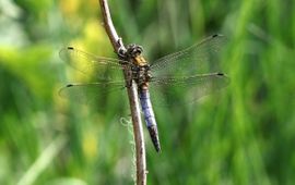Orthetrum cancellatum. Gewone Oeverlibel