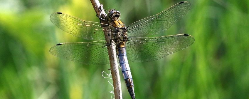 Orthetrum cancellatum. Gewone Oeverlibel