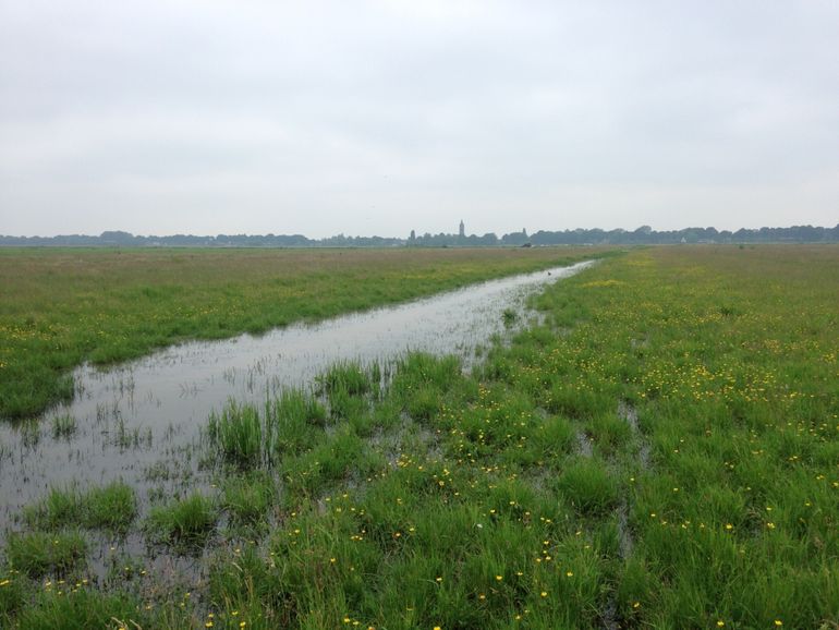 Greppel-plasdras in het Eemland