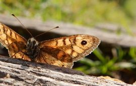argusvlinder op de uitkijk - primair