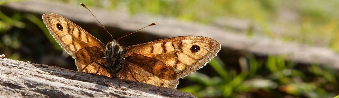 argusvlinder op de uitkijk - primair