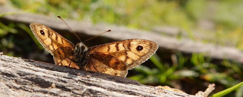 argusvlinder op de uitkijk - primair