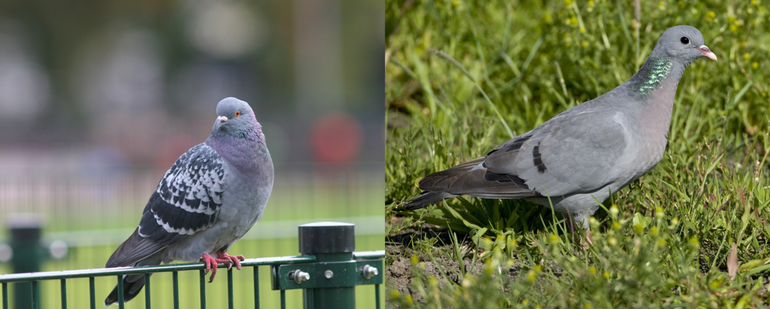 Stadsduif (links) (Bron: Lianne Schroeder) en holenduif (rechts)