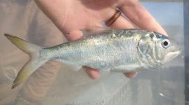 Atlantic Menhaden