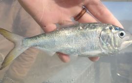 Atlantic Menhaden