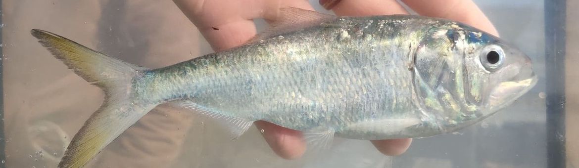 Atlantic Menhaden