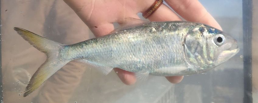 Atlantic Menhaden