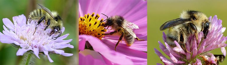 Zandhommels op diverse bloemen; mannetje op knautia, mannetje op Cosmea en een koningin op rode klaver