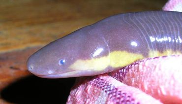 Today’s caecilians are limbless, colorful serpentine carnivores that live underground and range in size from 6 inches to 5 feet