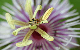 Beetle on passion flower (Passiflora foetida)