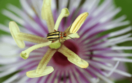 Diego Marquez Beetle on passion flower (Passiflora foetida)