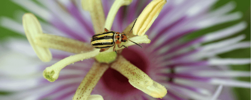 Beetle on passion flower (Passiflora foetida)