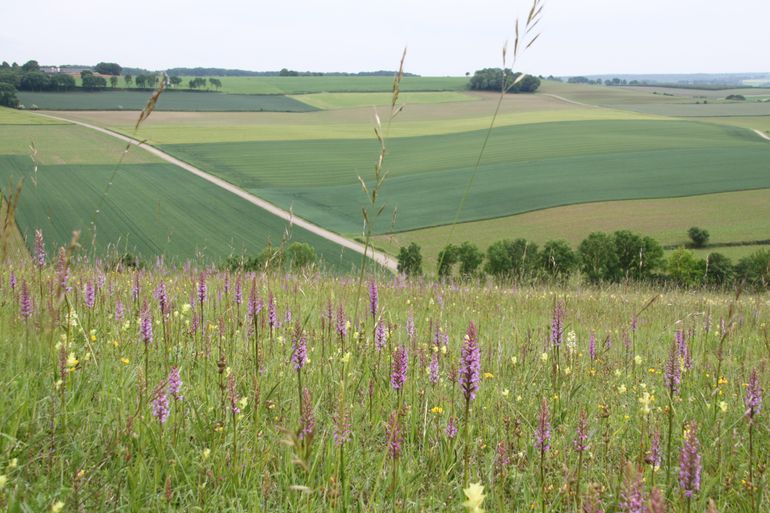 Het Zuid-Limburgse heuvellandschap