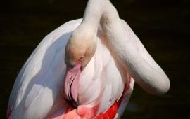 Moody Gewone flamingo GNU-licentie voor vrije documentatie,