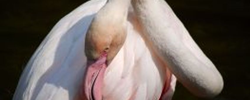Gewone flamingo GNU-licentie voor vrije documentatie, 