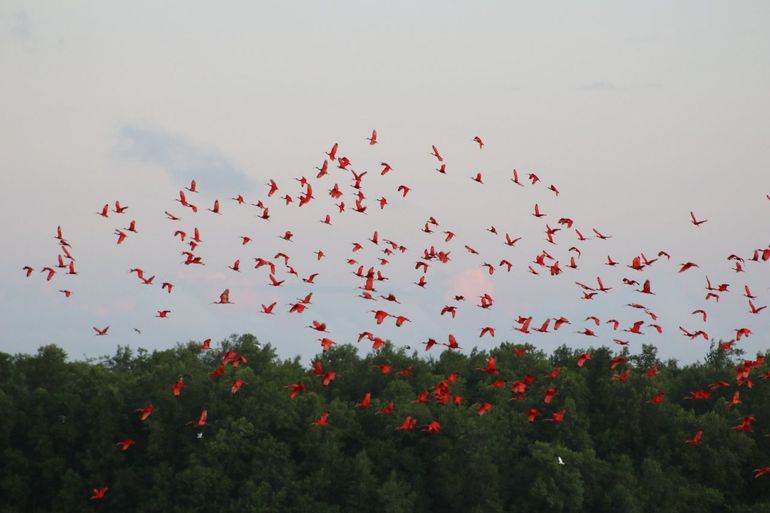 Biodiversity on the Cayenne Coast, French Guiana