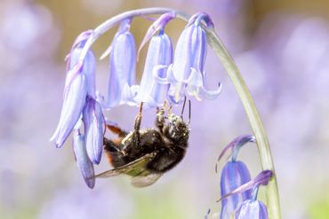 Steenhommel (Bombus lapidarius)