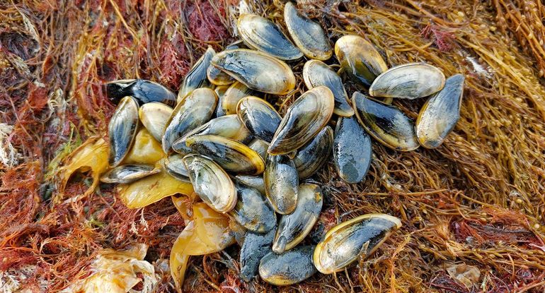 Doubletten van de Gladde snavelneut (Yoldia limatula), opgedoken in het Grevelingenmeer eind juni 2024